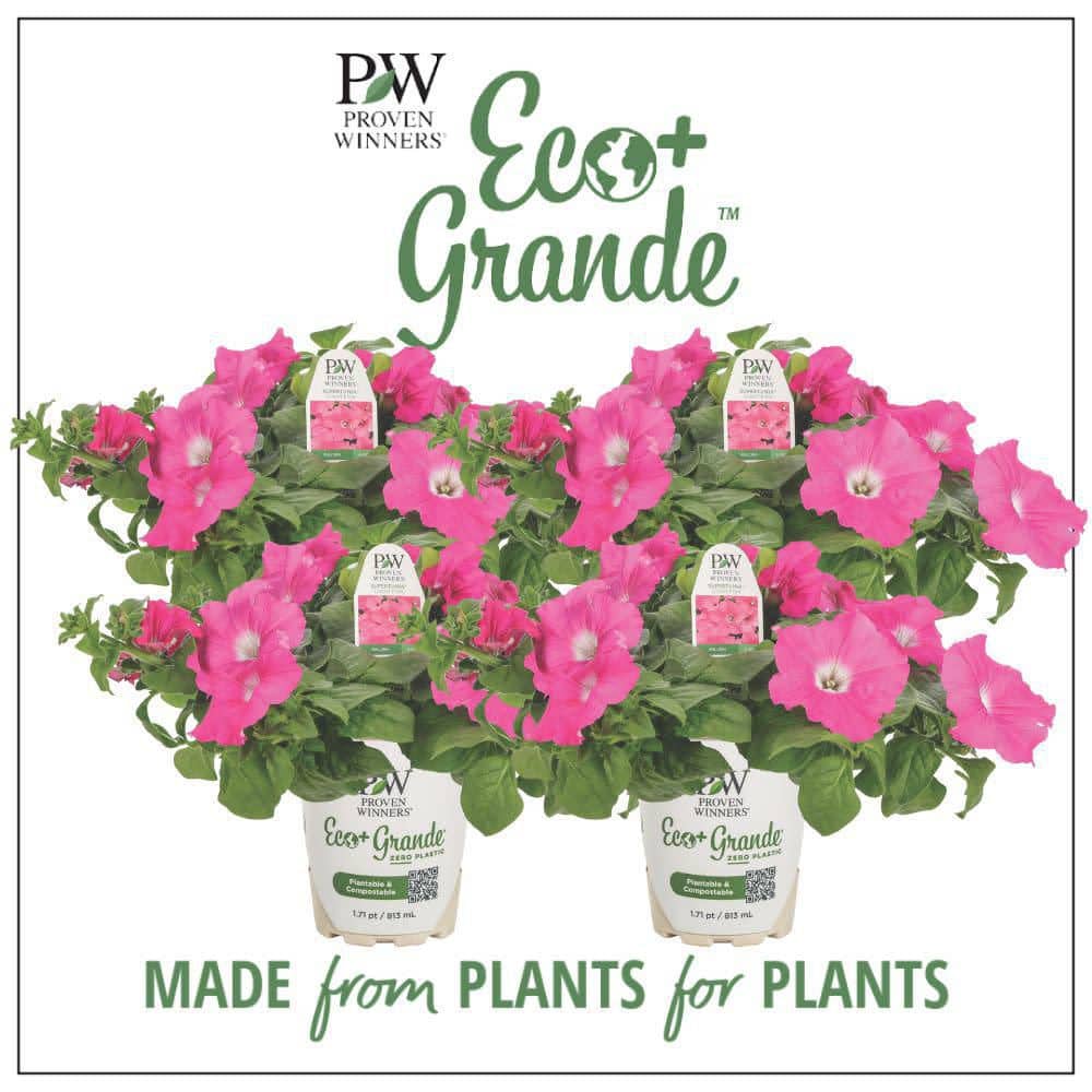 4.25 in. Eco+ Grande Supertunia Giant Pink (Petunia Hybrid) Live Annual Plant with Pink Flowers 4-Pack - Hercitys