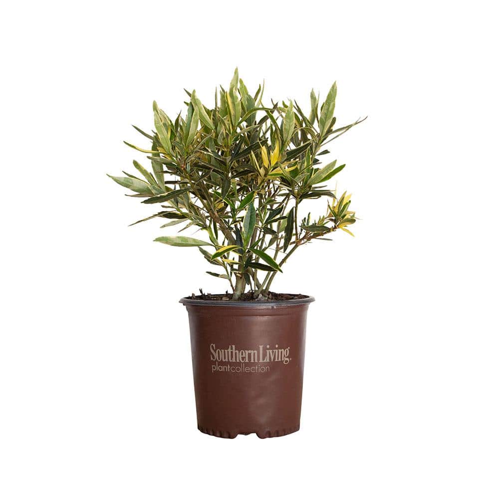 2 Gal. Twist of Pink Oleander, Evergreen Shrub, Green and White Variegated Foliage, Pink Blooms - Hercitys