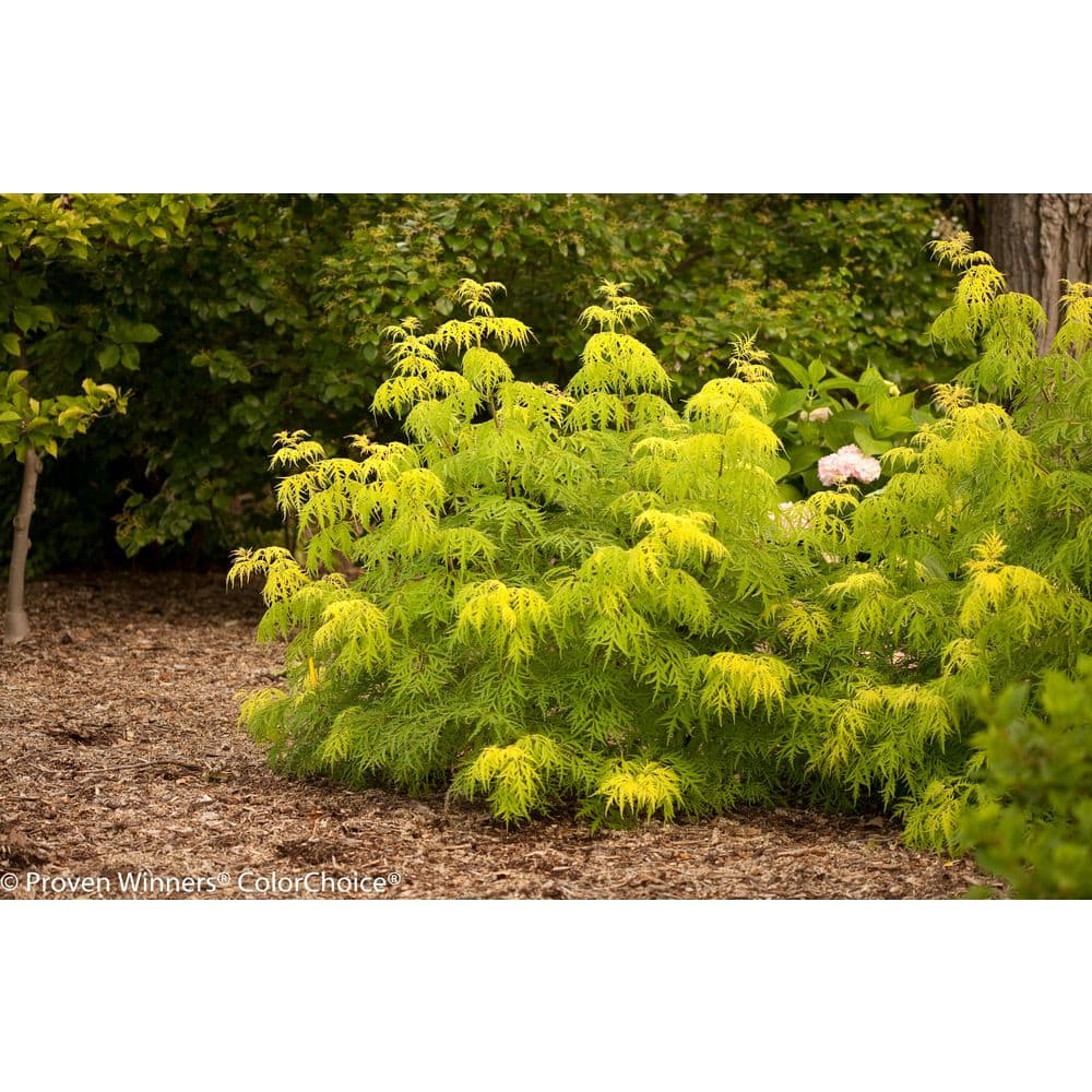 2 Gal. Lemony Lace Elderberry (Sambucus) Bright Yellow Foliage and White Flowers, Fall Red Berries - Hercitys
