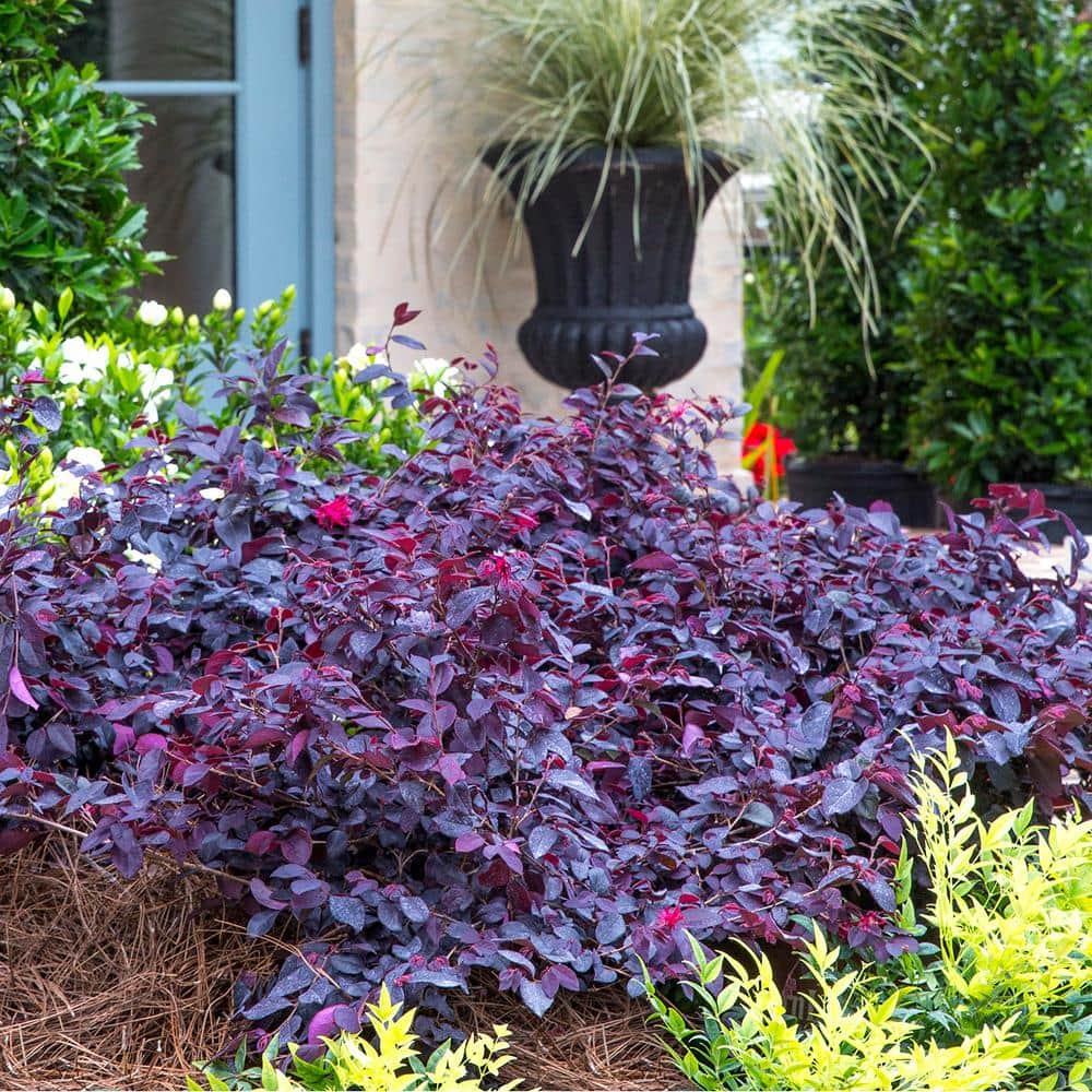 2 Gal. Red Diamond Midsize Loropetalum, Evergreen Shrub with Purple Foliage, Red Ribbon Blooms - Hercitys
