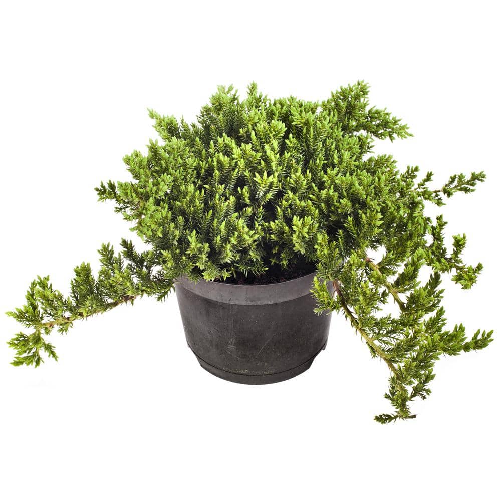 1 Gal. Broadmoor Juniper Shrub Excellent Evergreen Ground Cover with Graceful Spreading Foliage Drought Tolerant - Hercitys