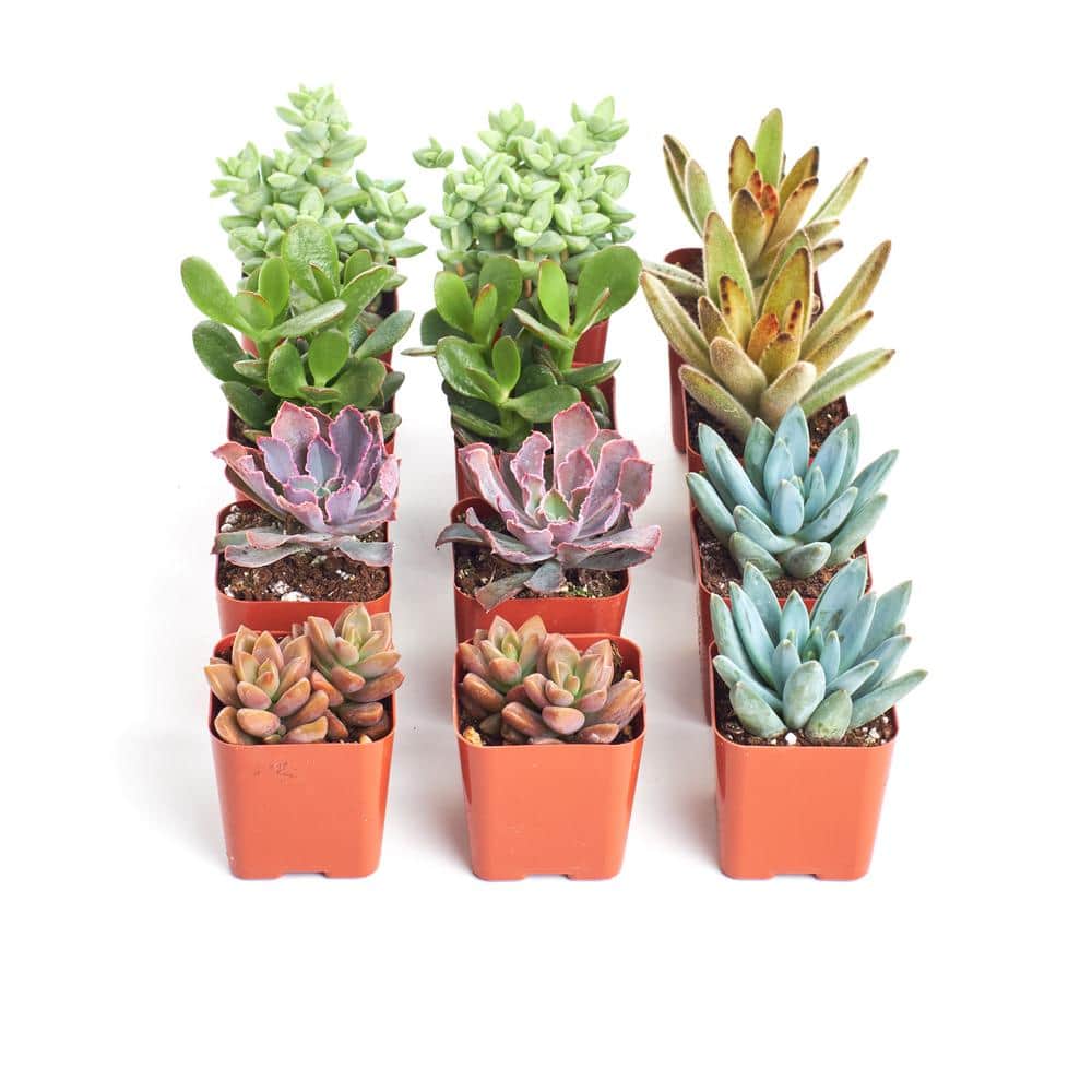 2 in. Assorted Succulent (Collection of 12) - Hercitys