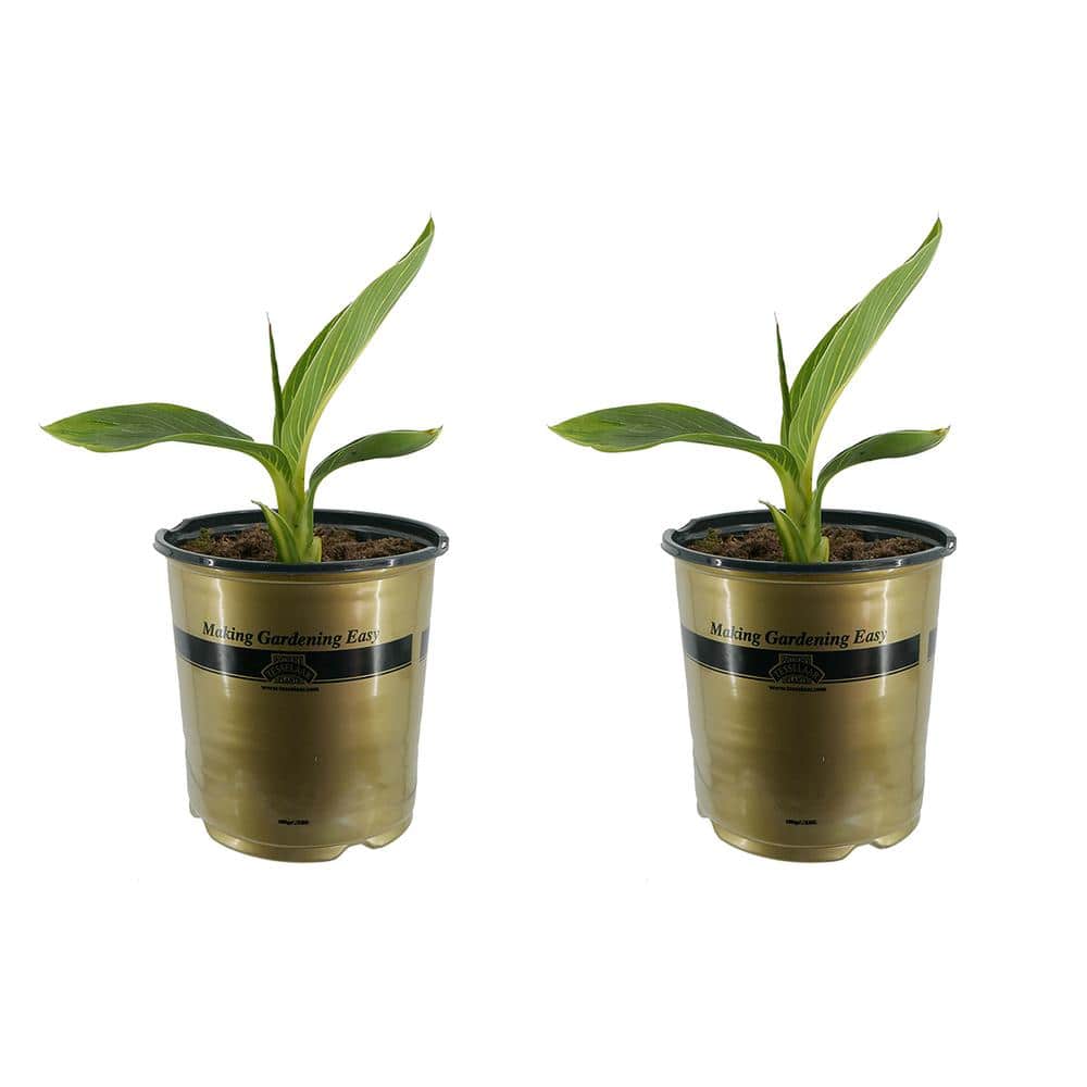 1.0 Gal. Perennial Canna Tropicanna Gold (2-Pack) - Hercitys