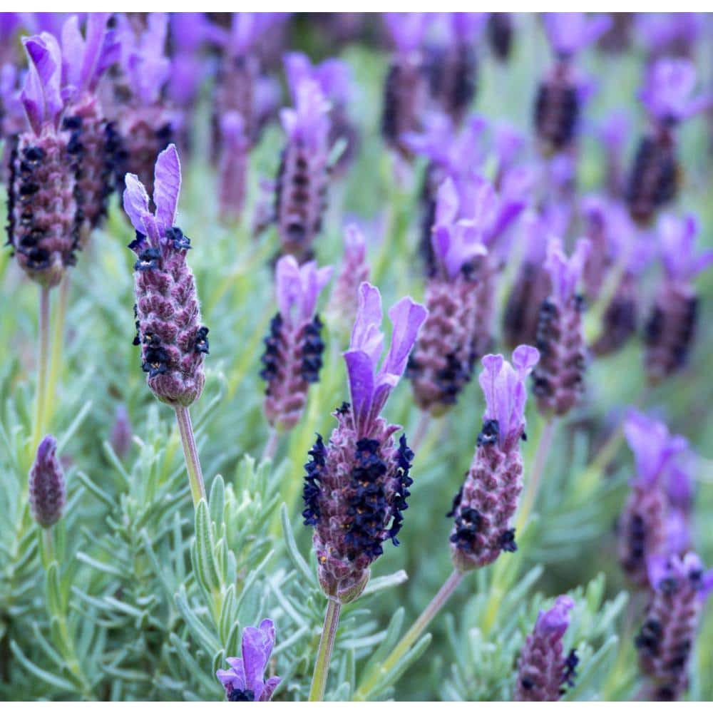 #5 Container Spanish Lavender Shrub - Hercitys