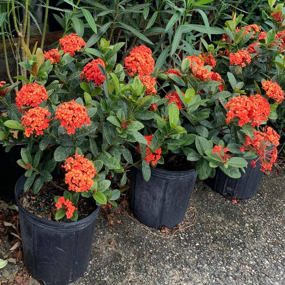 10 in. Maui Red Ixora Flowering Shrub With Red Flowers - Hercitys