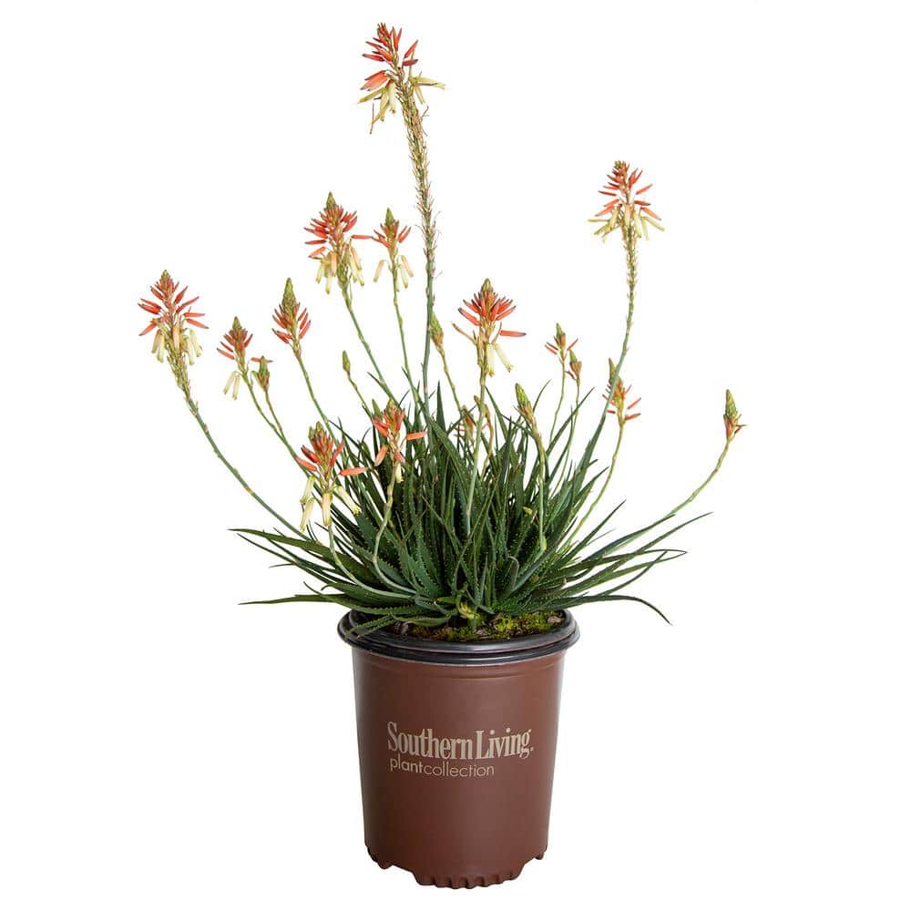 1.5 Gal. Flowering Safari Sunrise Aloe with Orange-Pink Flowers - Hercitys