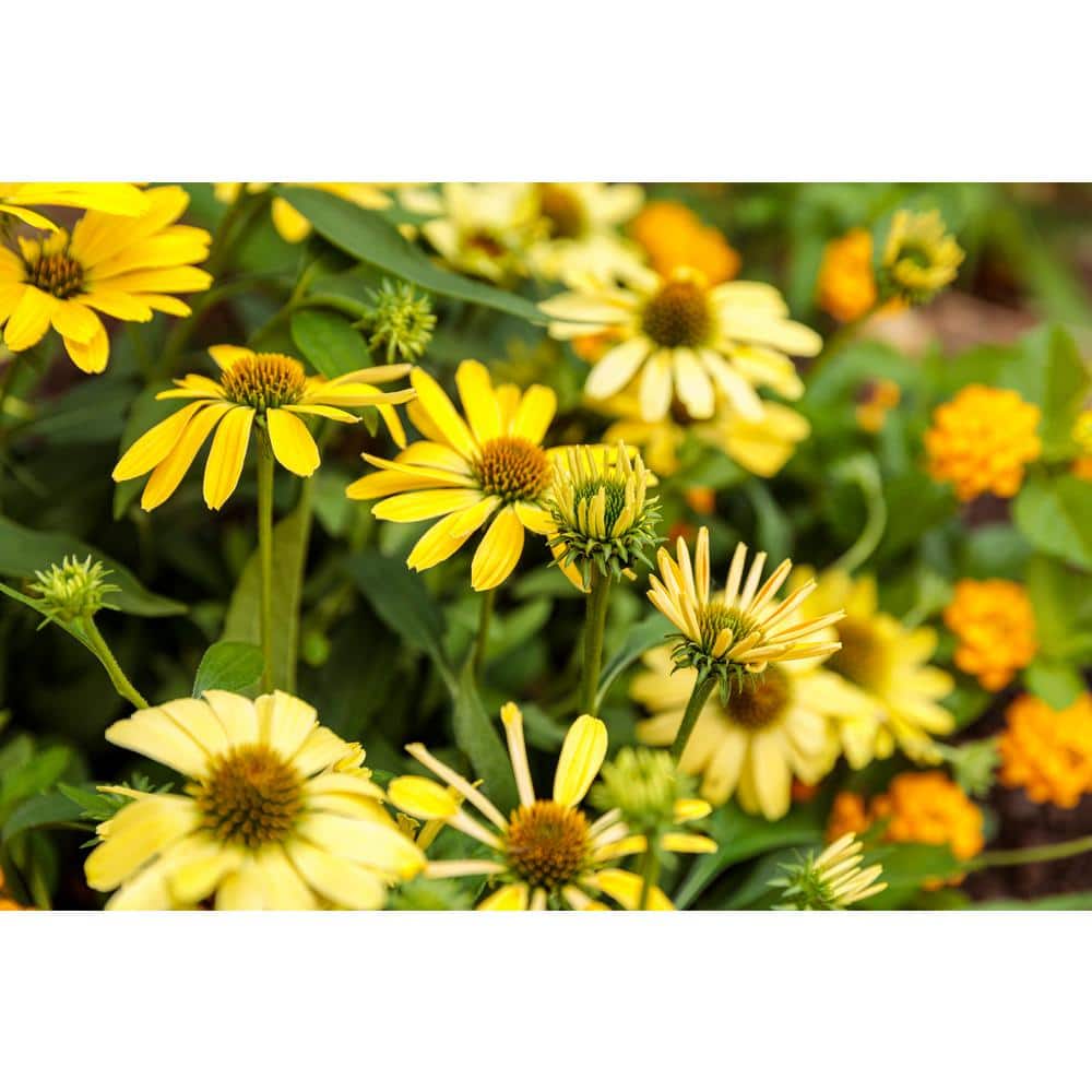 1 Gal. Color Coded Yellow My Darling Coneflower (Echinacea) Live Plant, Yellow Flowers - Hercitys