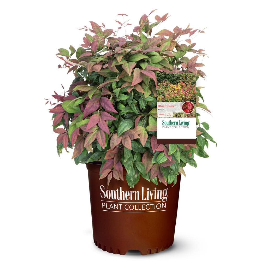 2 Gal. Nandina Blush Pink Shrub with Pink and Red Foliage - Hercitys