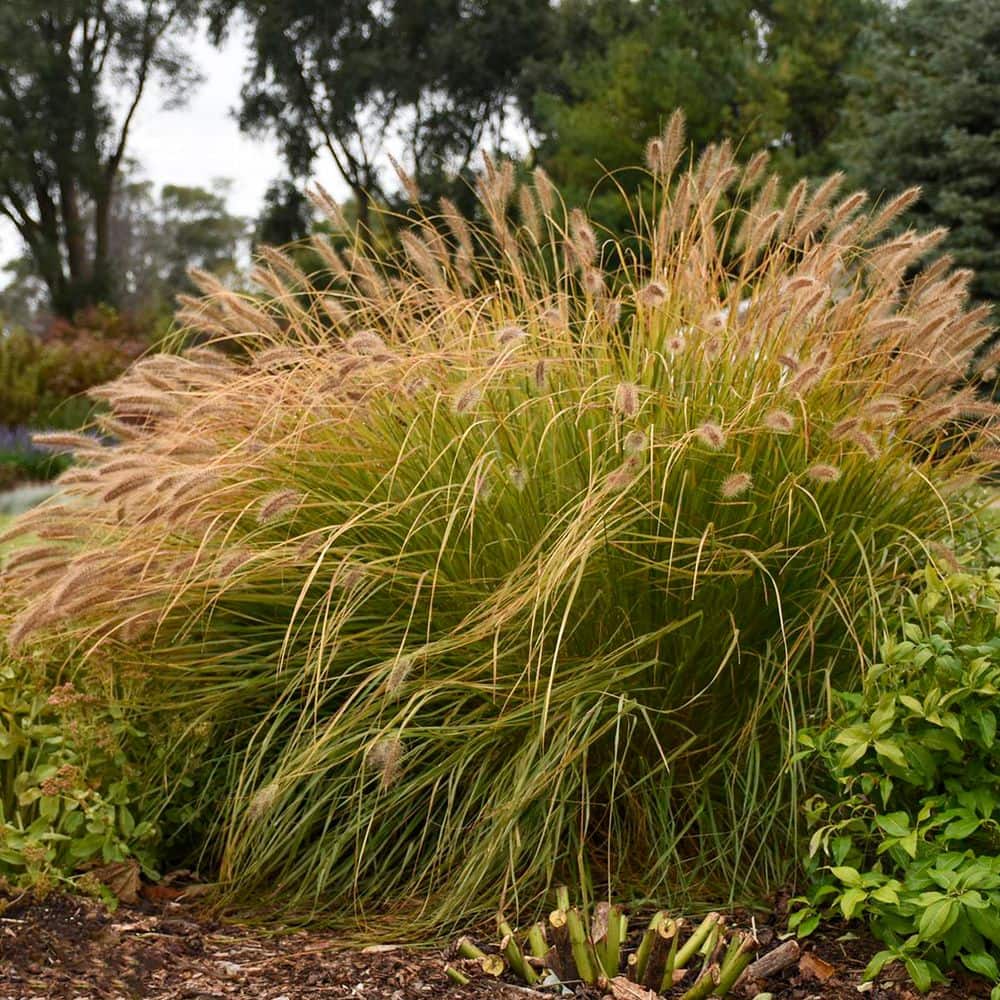 0.65 Gal. Prairie Winds ‘Desert Plains’ Fountain Grass (Pennisetum alopecuroides) Live Perennial Plant - Hercitys