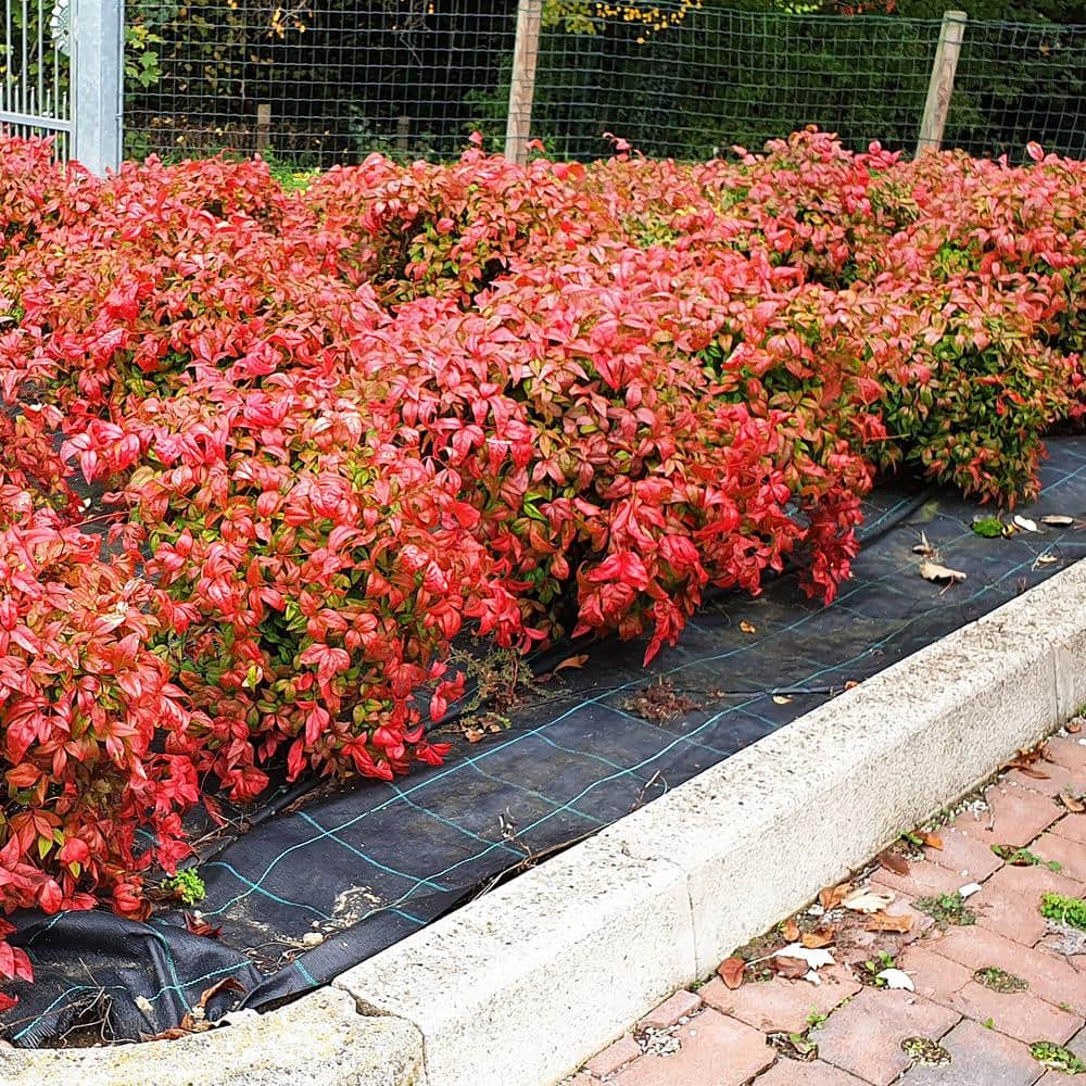 1 Gal. Firepower Nandina Shrub, Colorful Heavenly Bamboo - Hercitys