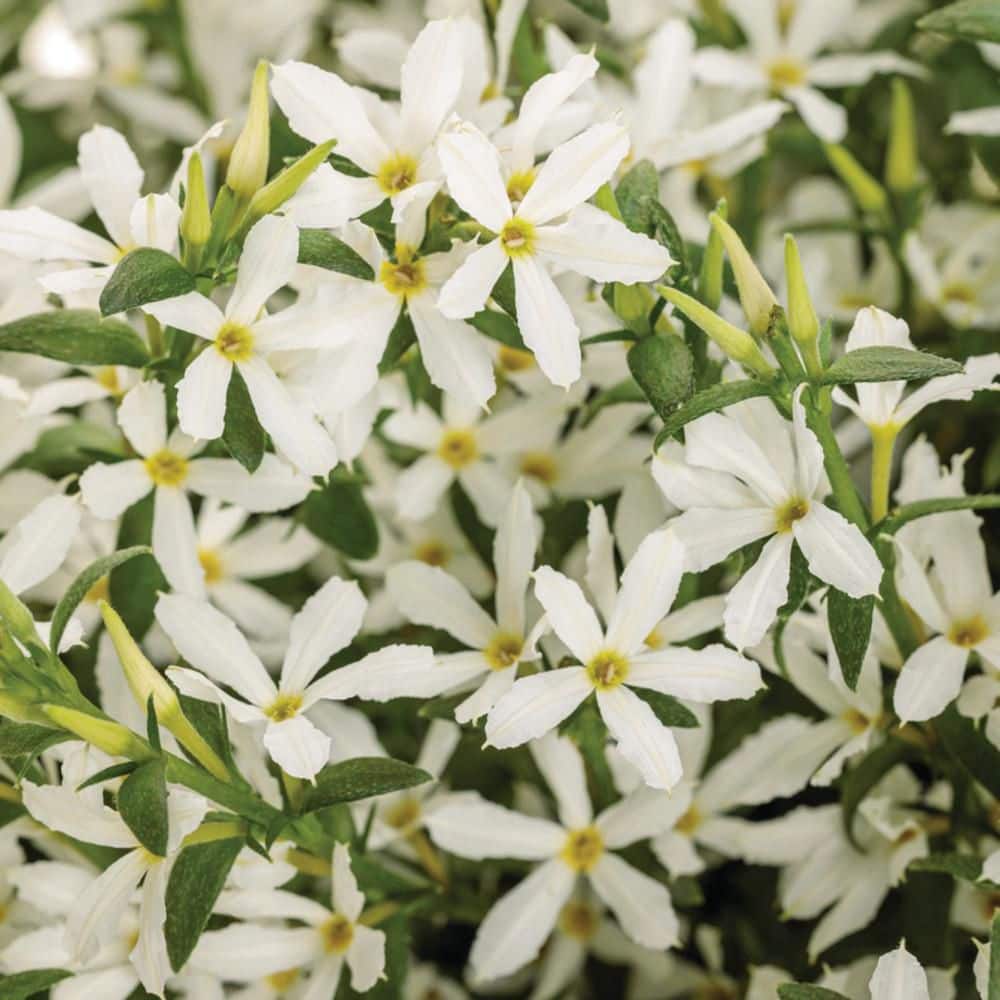 4.25 in. Eco+ Grande Stardiva White Fan Flower (Scaevola Aemula) Live Annual Plant with White Flowers 4-Pack - Hercitys