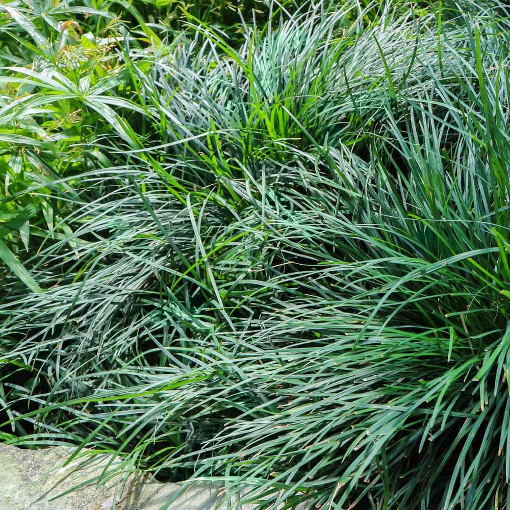 1 g Dwarf Mondo Grass Plant - Hercitys