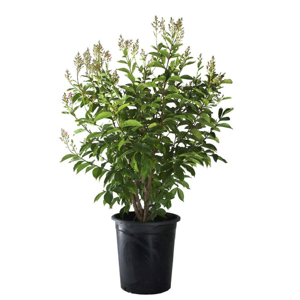 #5 container Tuscarora Pink Crape Myrtle Tree - Hercitys