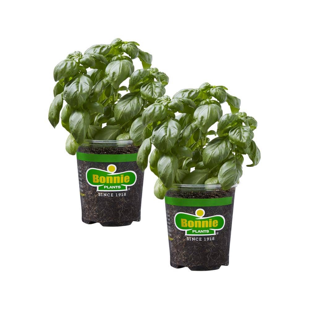 19 oz. Sweet Basil Herb Plant (2-Pack) - Hercitys