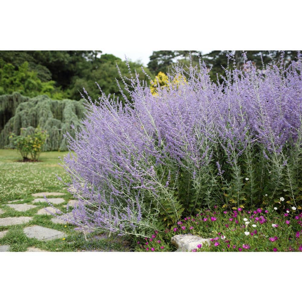 1 gal. Sage Flowering Shrub with Very Hardy Profuse Lavender Flower Spikes (2-Pack) - Hercitys