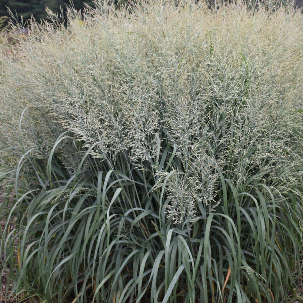 0.65 Gal. Prairie Winds ‘Niagara Falls’ Switch Grass (Panicum), Blue Foliage and Tan Flowers - Hercitys