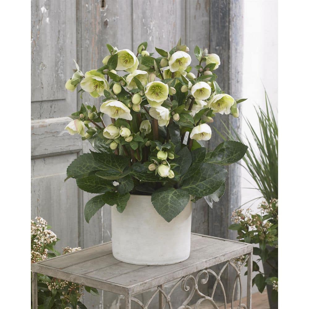 1 Gal. Moondance Hellebore Live Flowering Shade Perennial Plant with White Flowers Fading to Green Flowers - Hercitys