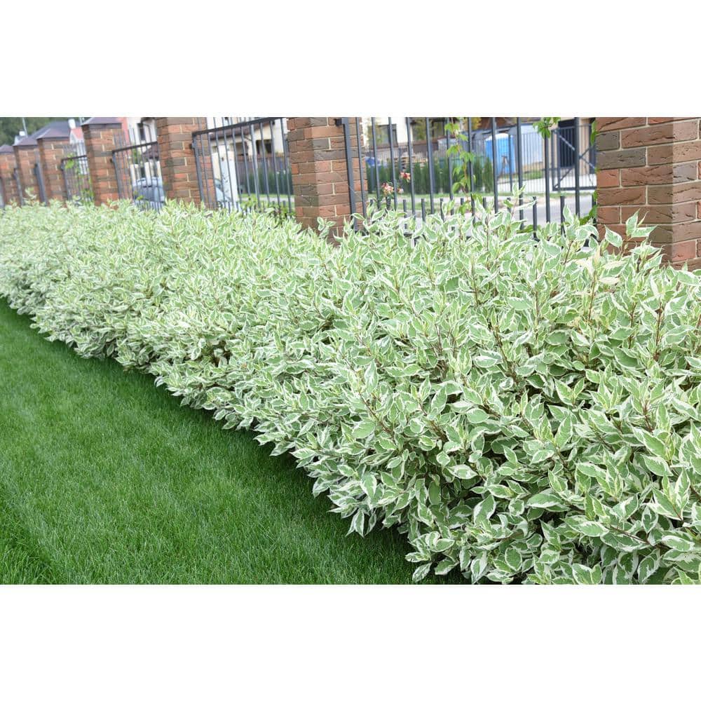 1 Gal. Ivory Halo Dogwood Shrub a Lovely Ornamental Twist on the Classic Red Dogwood - Hercitys