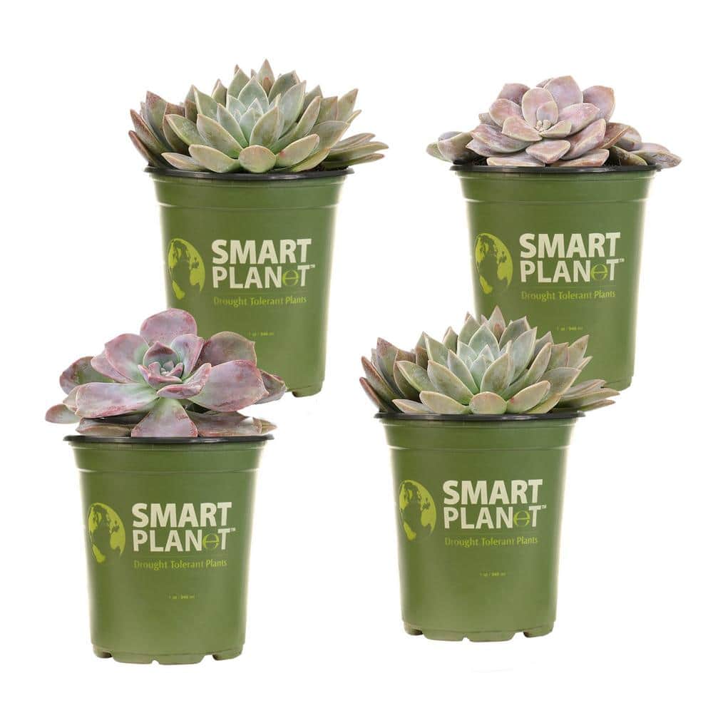 1 qt. Graptopetalum Assorted Succulents(4-Pack) - Hercitys
