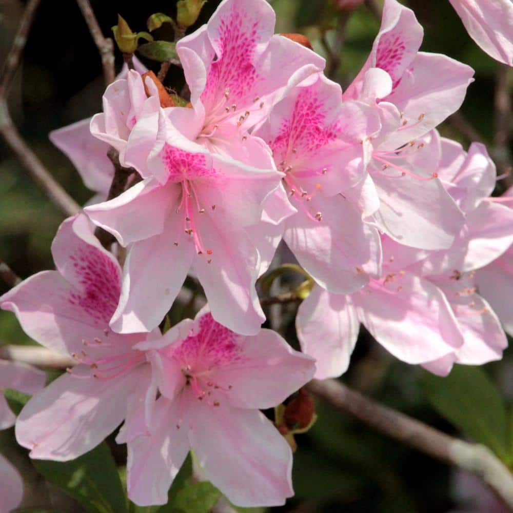 2.5 qt. Azalea George L. Tabor Flowering Shrub with White and Pink Blooms - Hercitys