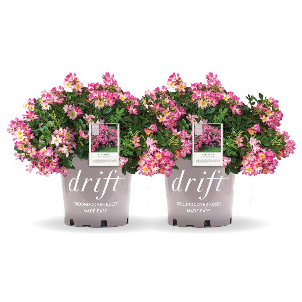 1 Gal. Pink Drift Rose Bush with Pink Flowers (2-Pack) - Hercitys