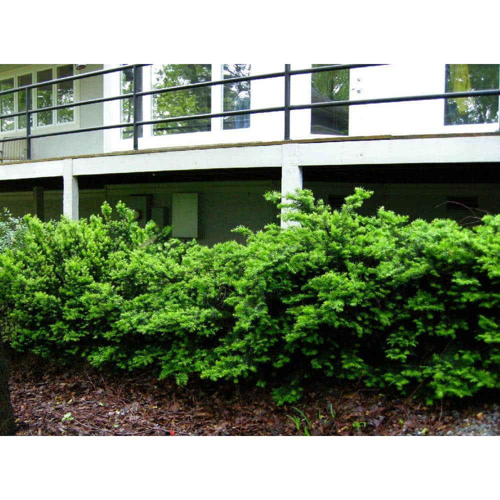 1 Gal. Dense Spreading Yew Shrub this Classic Massive Shrub can Now be Used as a Small Specimen Plant - Hercitys