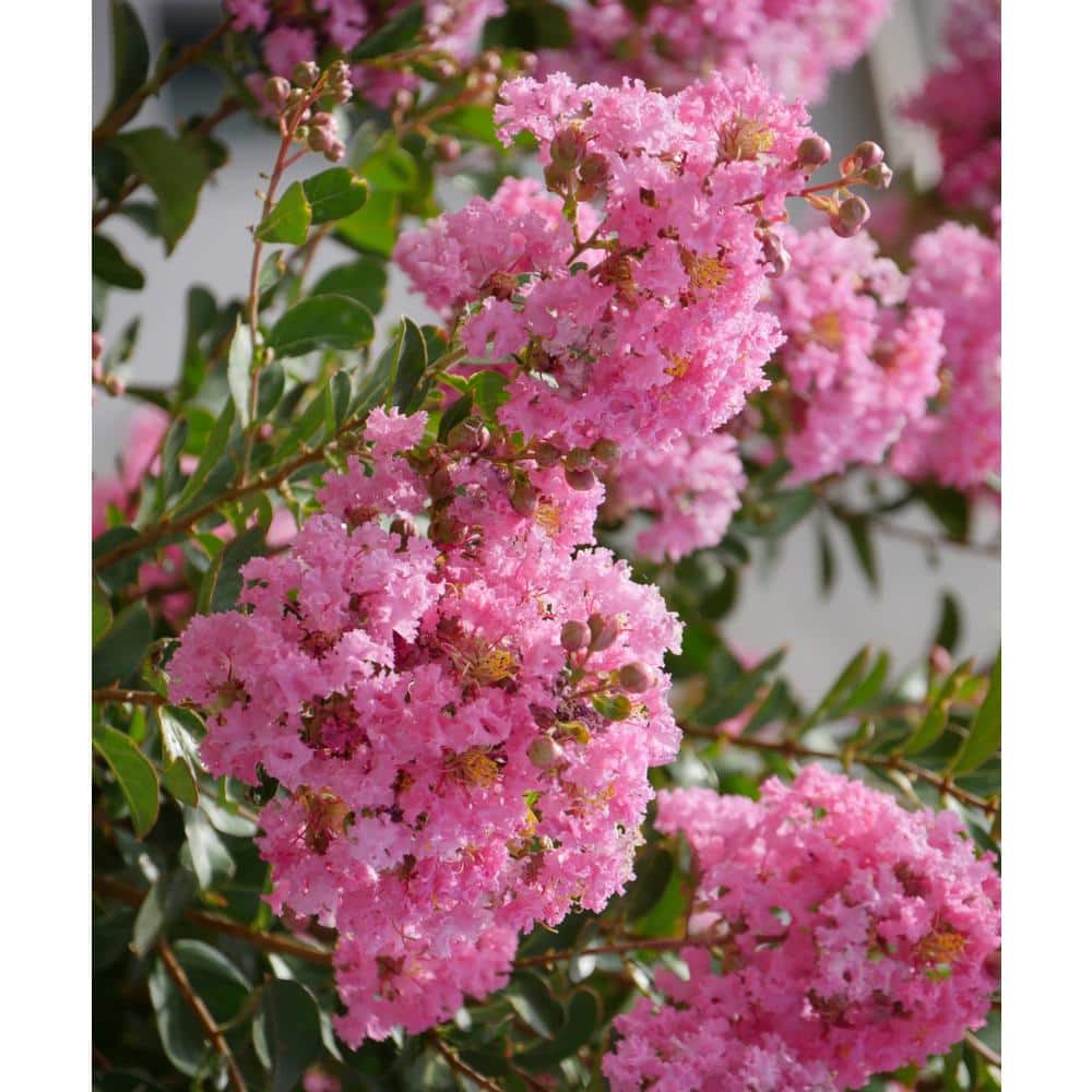 3 Gal. Bloomables Bellini Guava Crape Myrtle Shrub with Light Pink Flowers - Hercitys