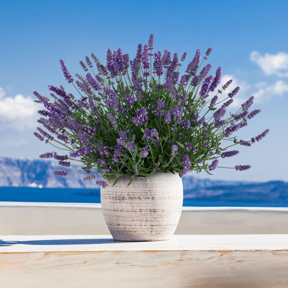 3.5 in. Lavender Pollinator Seed Grow Kit - Hercitys