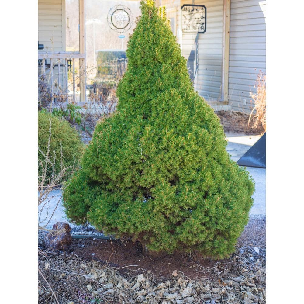 5 Gal. Dwarf Alberta Spruce Shrub with Aromatic and Soft Evergreen Foliage, Very Low Maintenance and Cold Hardy - Hercitys