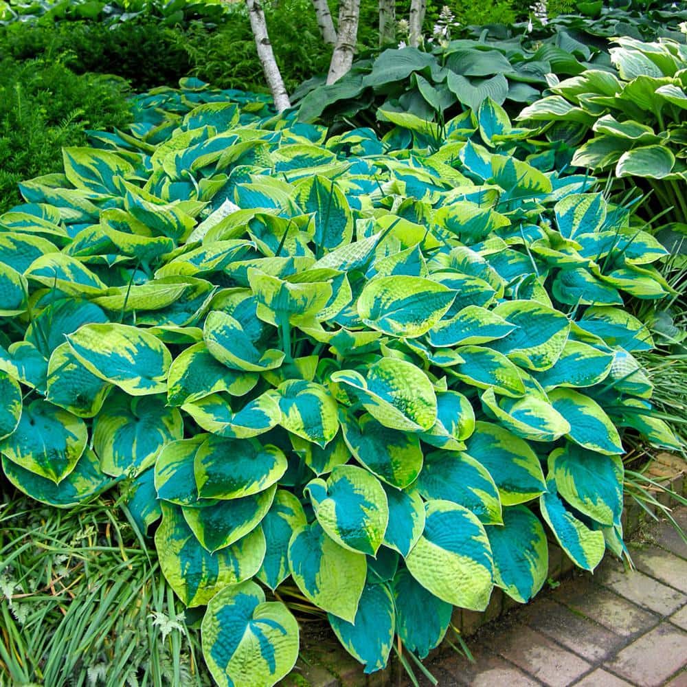 1 Gal. Pot, Tokudama Flavorcircinalis Hosta Potted Perennial Plant (1-Pack) - Hercitys