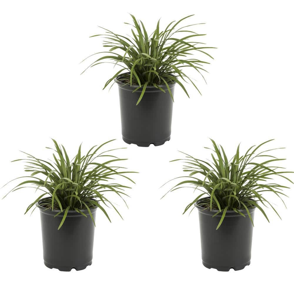 2 Qt. Green Liriope Perennial Plant (3-Pack) - Hercitys