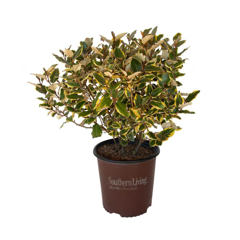 2 Gal. Olive Martini Elaeagnus, Live Evergreen Shrub, Variegated Gold and Green Foliage - Hercitys