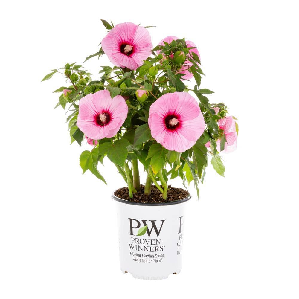 2 Gal. Proven Winners Hibiscus Summerific Edge of Night Perennial Plant (1-Pack) - Hercitys