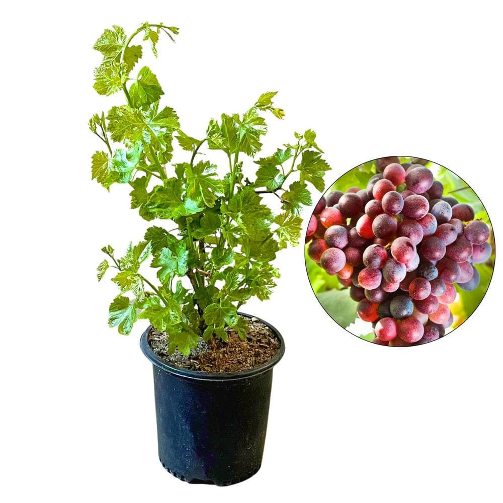 #2 Container Flame Seedless Grape Vine Plant - Hercitys