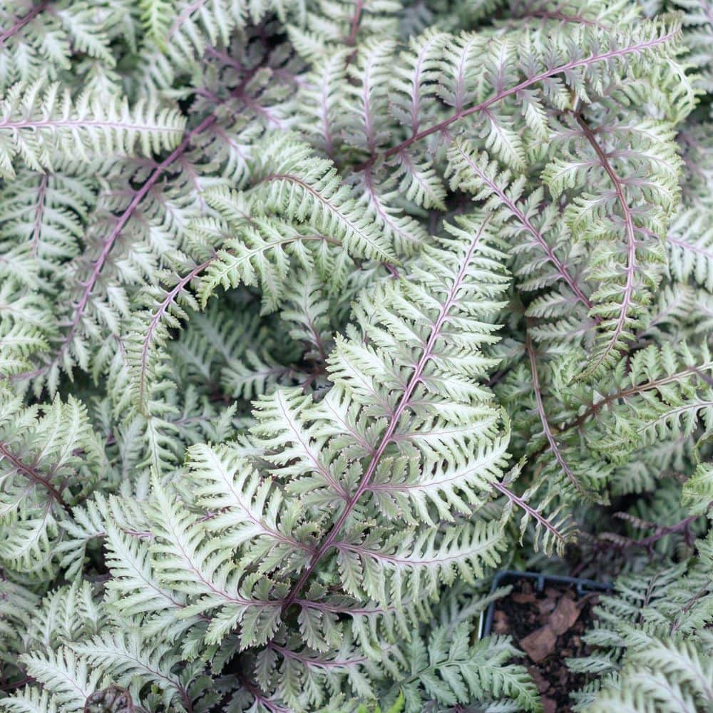 5.5 in. Pearly White Painted Fern Plant - Hercitys