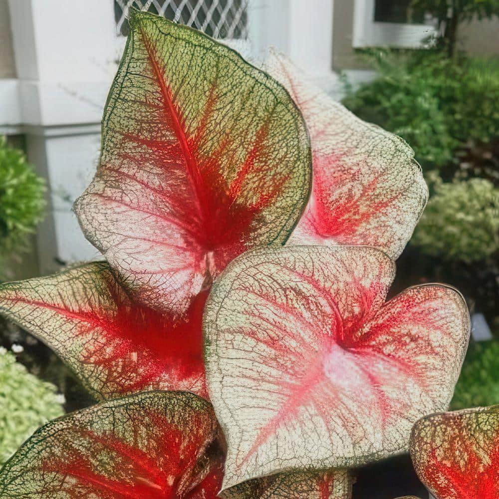 4 in. Caladium Southern Charm Perennial Plant (3-Pack) - Hercitys