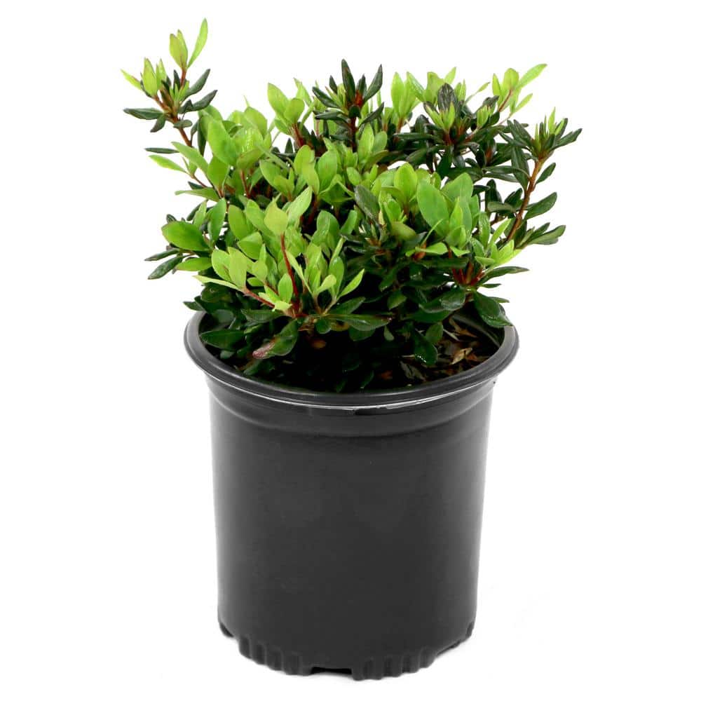2.5 qt. Azalea George L. Tabor Flowering Shrub with White and Pink Blooms - Hercitys