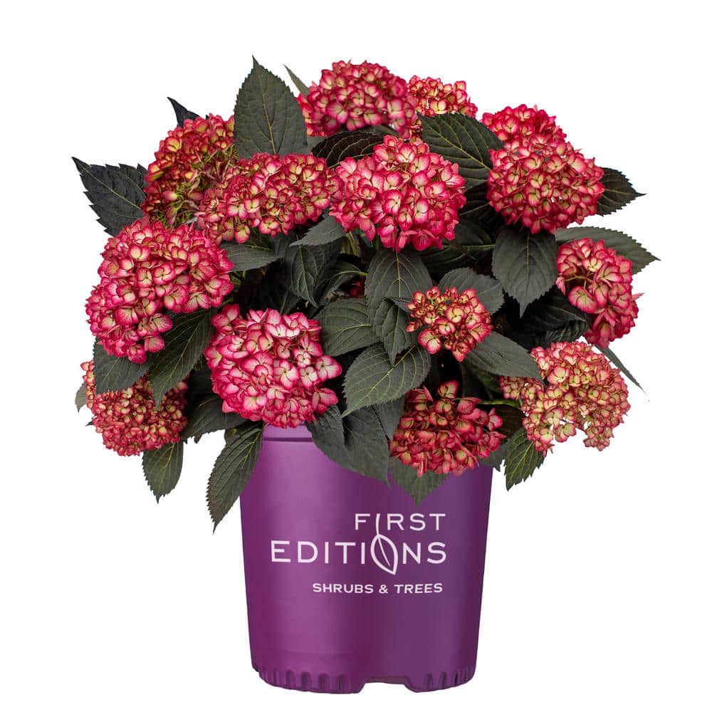 2 Gal. Eclipse Hydrangea Shrub with Cranberry Flowers - Hercitys
