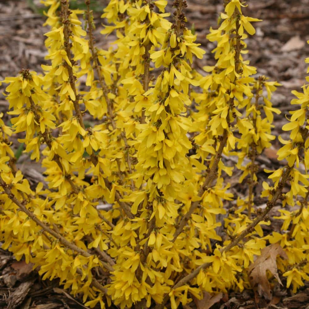 4.5 in. Qt. Show Off Sugar Baby Forsythia Flowering Shrub with Yellow Flowers - Hercitys