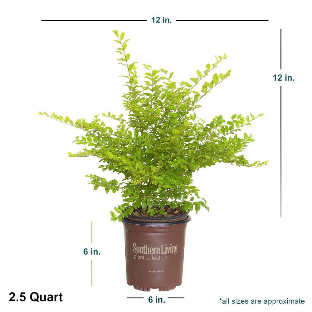 2.5 Qt. Sunshine Ligustrum, Evergreen Shrub, Bright Golden-Yellow Foliage - Hercitys
