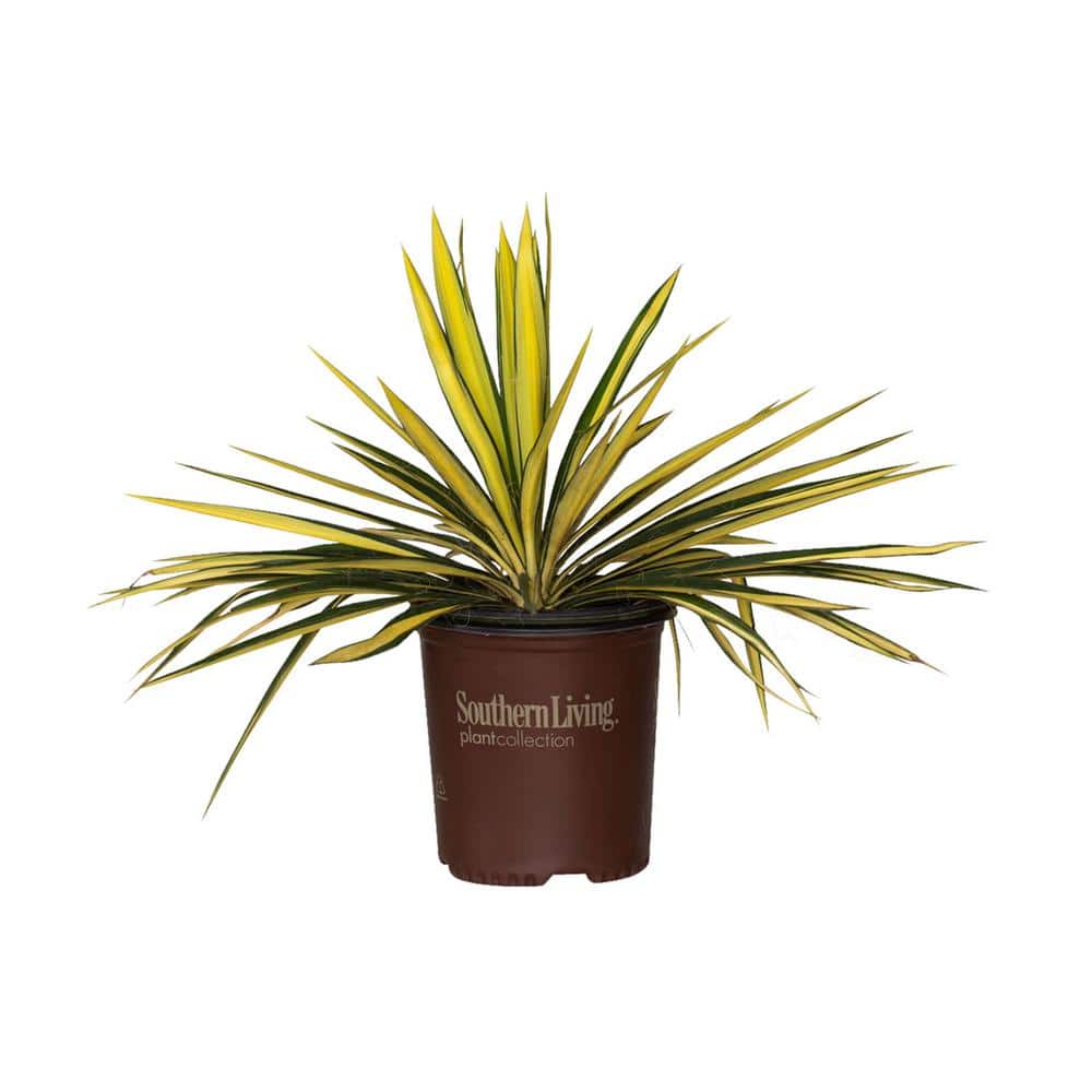 1.5 Gal. Color Guard Yucca (Adam’s Needle) with Variegated Creamy White and Dark Green Foliage - Hercitys