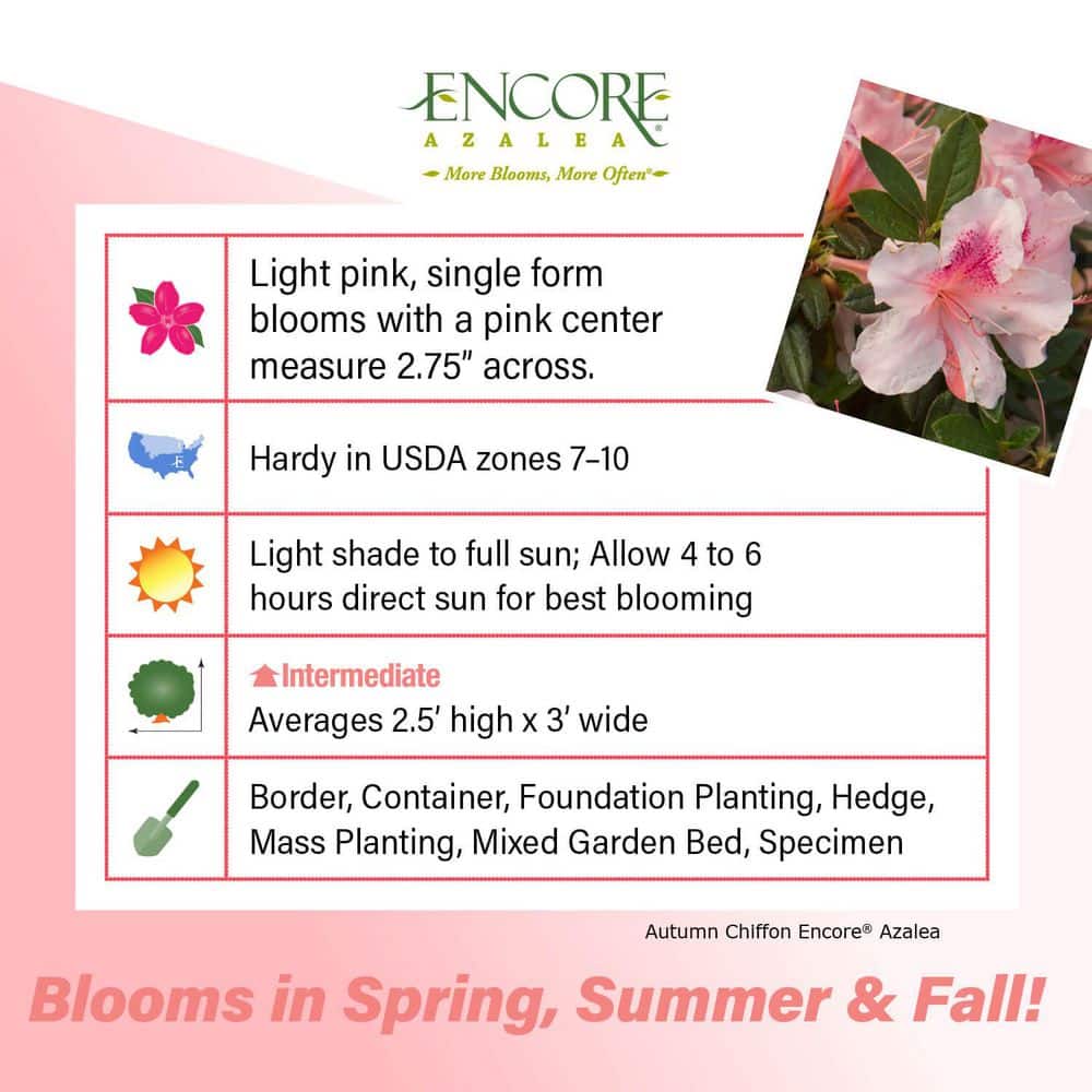 1 Gal. Autumn Chiffon Encore Azalea Shrub with Bicolor White and Magenta Pink Reblooming Flowers - Hercitys