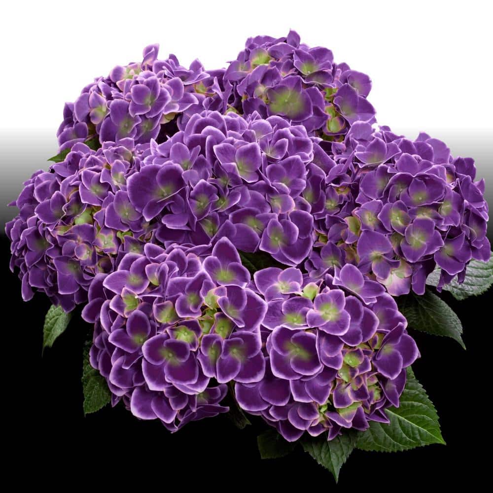 4 in. Violet Crown Hydrangea Shrub with Purple Flowers (4-Piece) - Hercitys