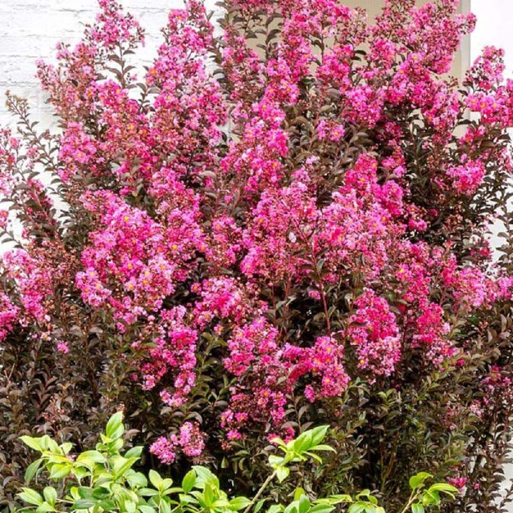 2 Gal. Delta Fusion Crape Myrtle, Live Deciduous Shrub/Tree, Burgundy Foliage, Dark-Pink Blooming - Hercitys