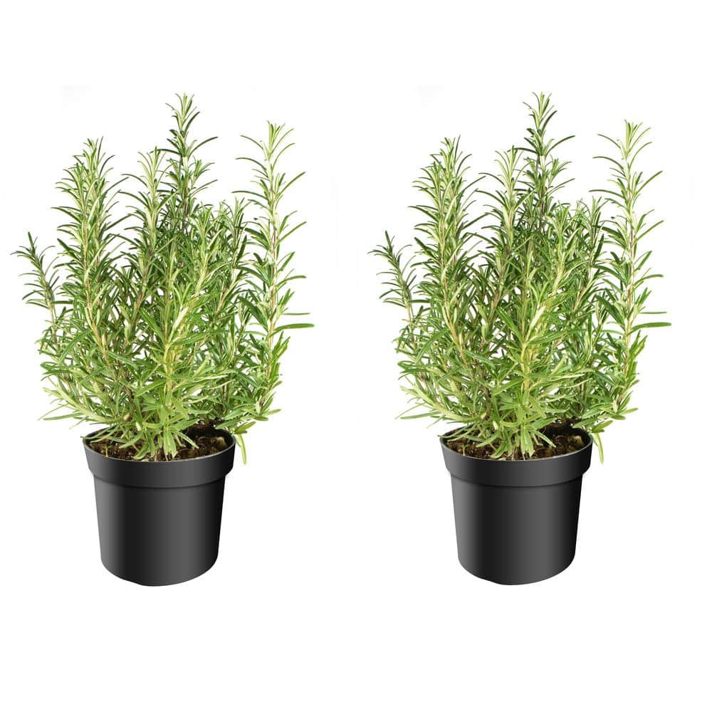 1 gal Tuscan Blue Rosemary Shrub (2-Pack) - Hercitys