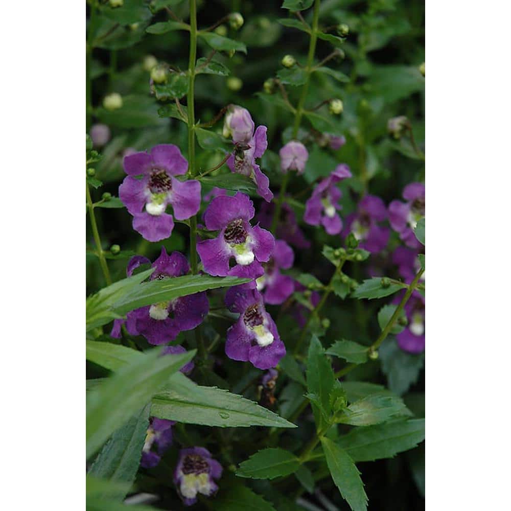 1.38-Pint Angelonia Purple Flower in 4.5 in. Grower’s Pot (4-Pack) - Hercitys