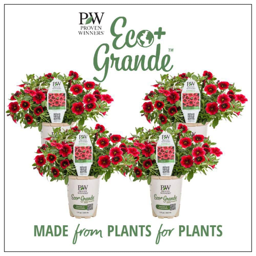 4.25 in. Eco+ Grande Superbells Pomegranate Punch Calibrachoa (hybrid) Live Annual Plant with Red Flowers 4-Pack - Hercitys
