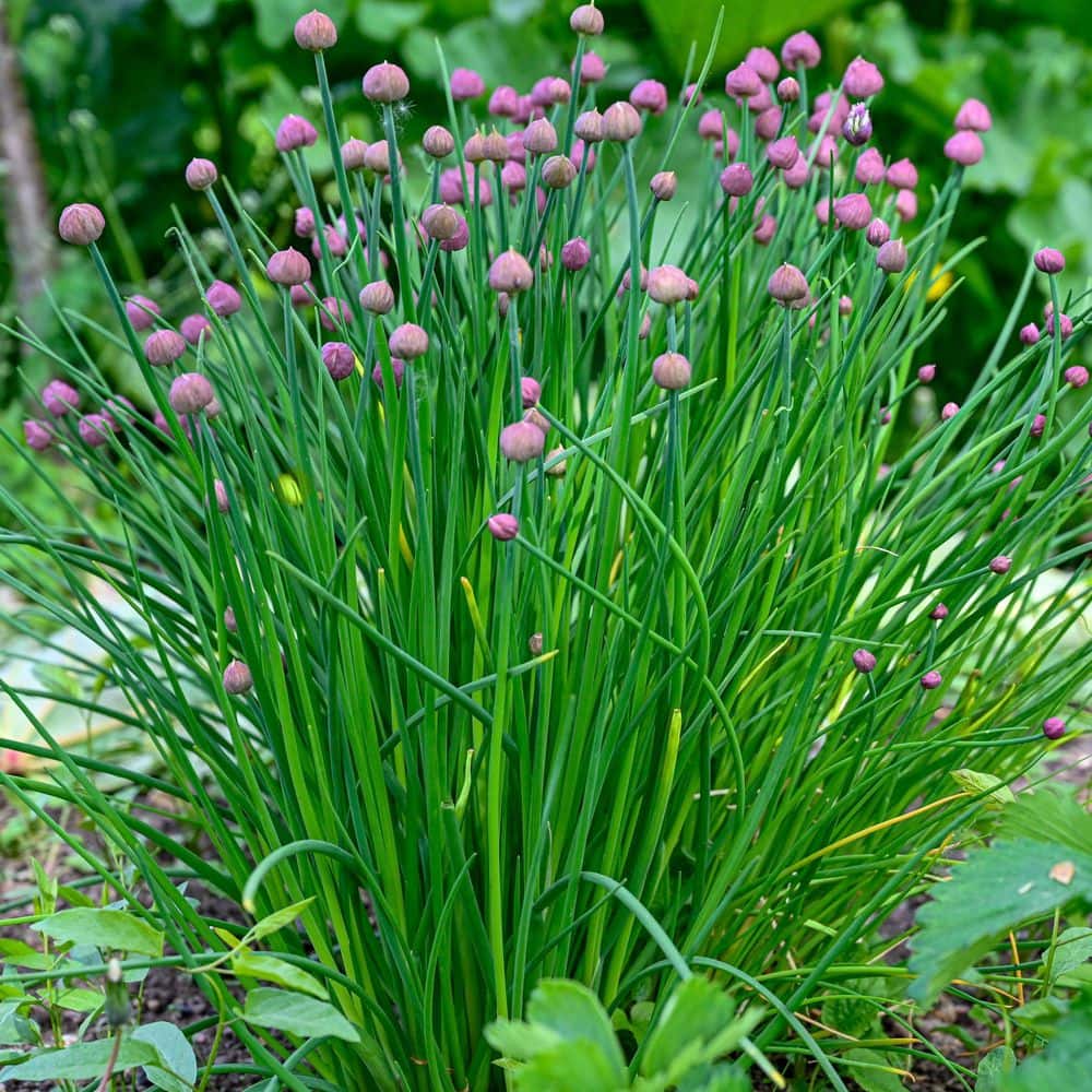 3.3 in. Chives Culinary Kitchen Herb Seed Grow Kit - Hercitys