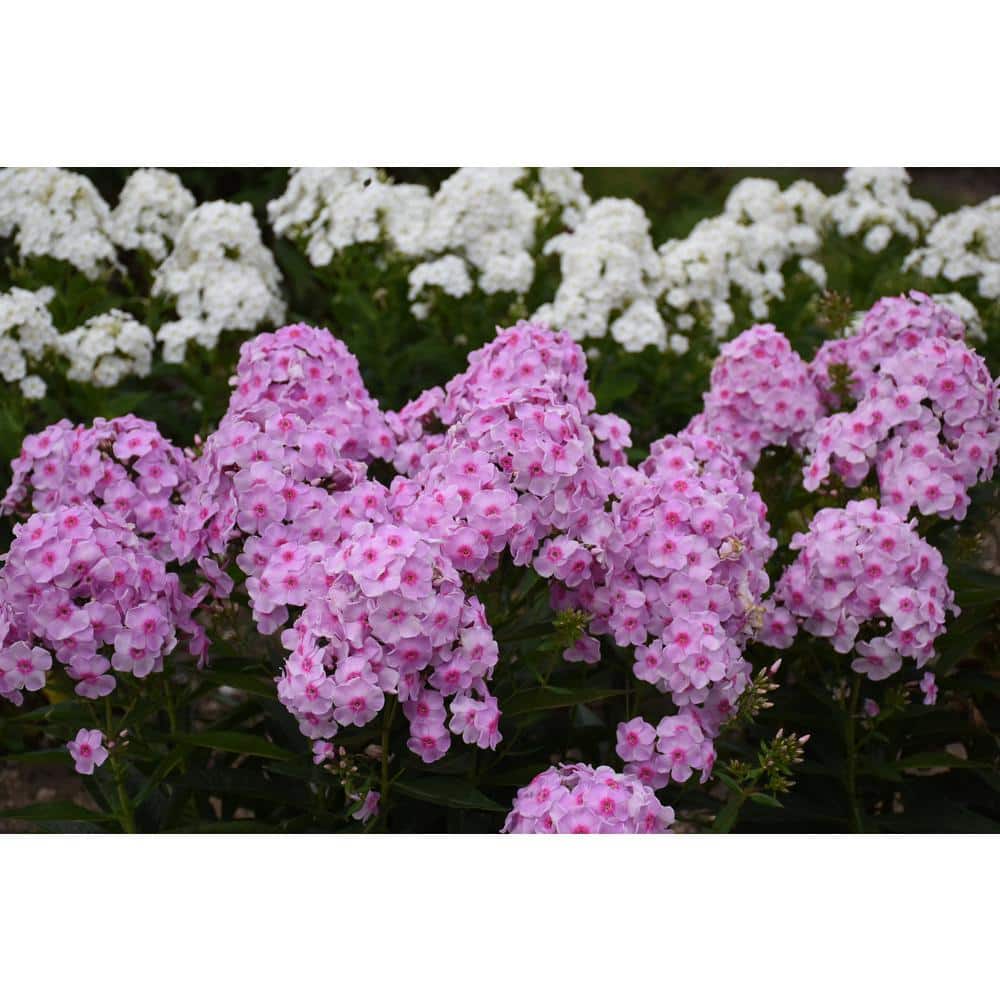 1 Gal. Luminary Opalescence (Phlox) Live Plant, Pink Flowers - Hercitys