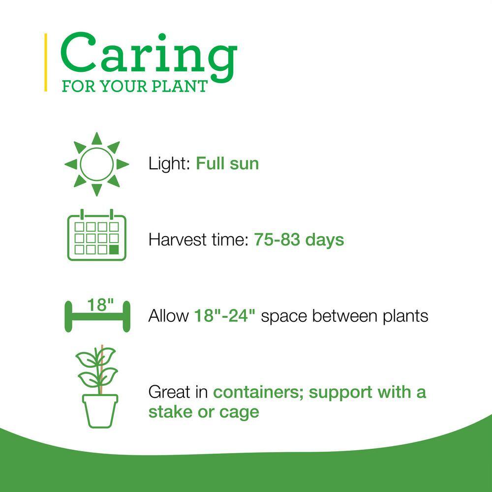 19 oz. Orange Snack Size Sweet Pepper Plant (2-Pack) - Hercitys